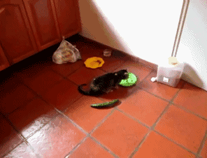 貓咪為什麼每次看到黃瓜都會被嚇飛，終究被破解了！ 寵物 第19張