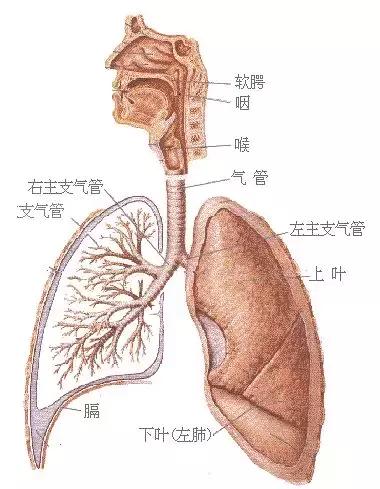 5个月支气管炎怎么办