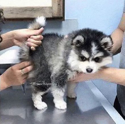 狗狗给你演示,什么是被爆菊花的表情