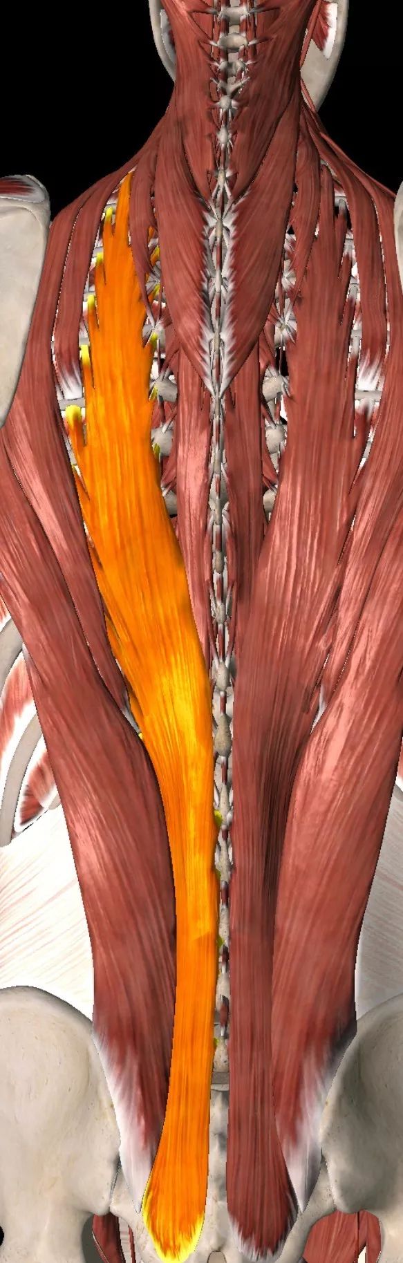 erector spinae,latissimus dorsi 6.竖脊肌 erector spinae