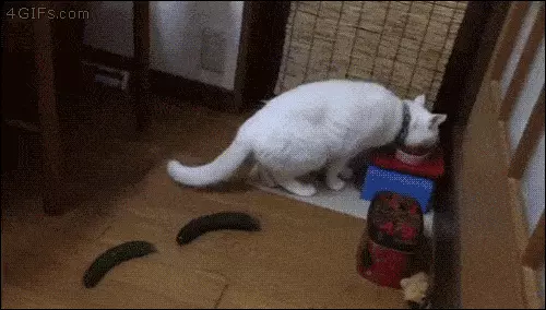 貓咪為什麼每次看到黃瓜都會被嚇飛，終究被破解了！ 寵物 第21張