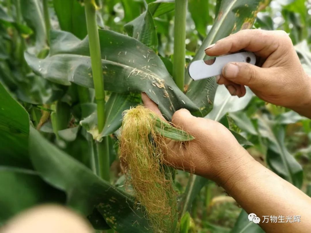 csa简报079期:一口正常的饮食_授粉