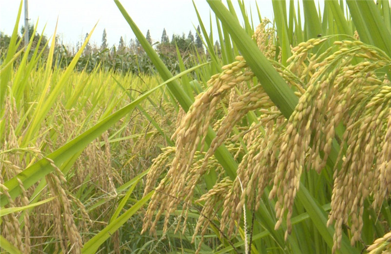 非洲杂交水稻“超常发挥”,缓解200万饥饿危机,当地:感谢中国 必发88手机版