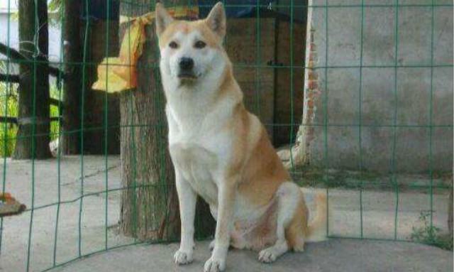 啥是黑煞 182b3fcad5424c65aeb9cbf37d8901f9.jpeg