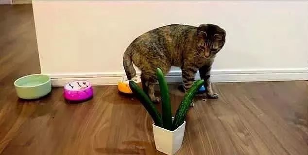 貓咪為什麼每次看到黃瓜都會被嚇飛，終究被破解了！ 寵物 第34張