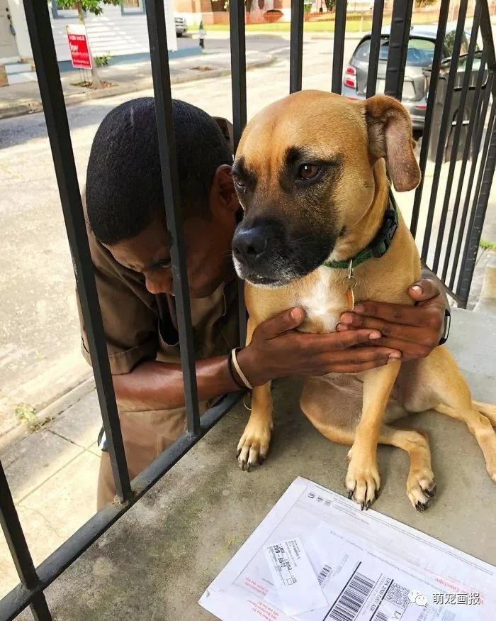 狗狗怎么快递托运便宜 1e9d6eebf0434eee8ee2b482b47c3e7c.jpeg