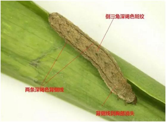 怎么快速有效的治理老鼠 1ecb667a18004d2f87c69cc12a726823.jpeg