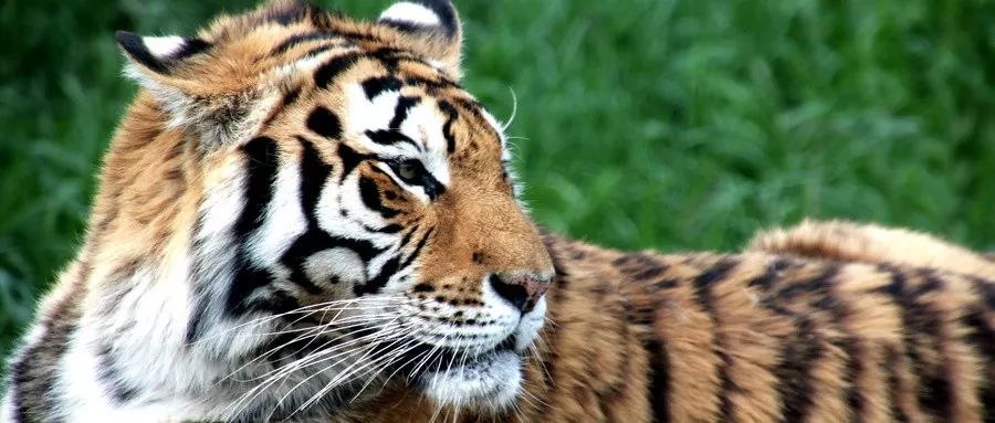 中国老虎消亡史：最后的疯狂100年