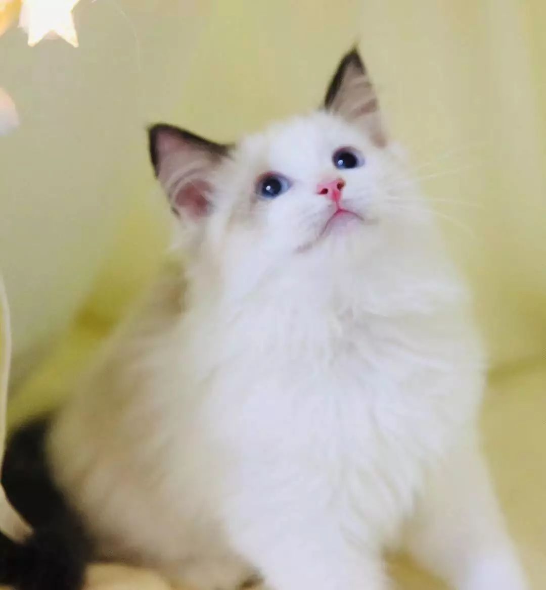 怎么看小猫咪公母 22b31290e1de4a379f26dc2be55202d8.jpeg