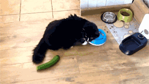 貓咪為什麼每次看到黃瓜都會被嚇飛，終究被破解了！ 寵物 第23張