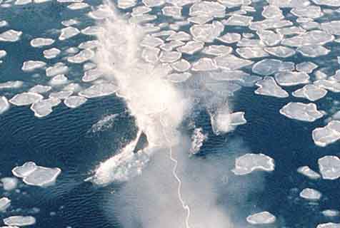 日本将恢复商业捕鲸！回顾其残忍的“捕鲸文化”