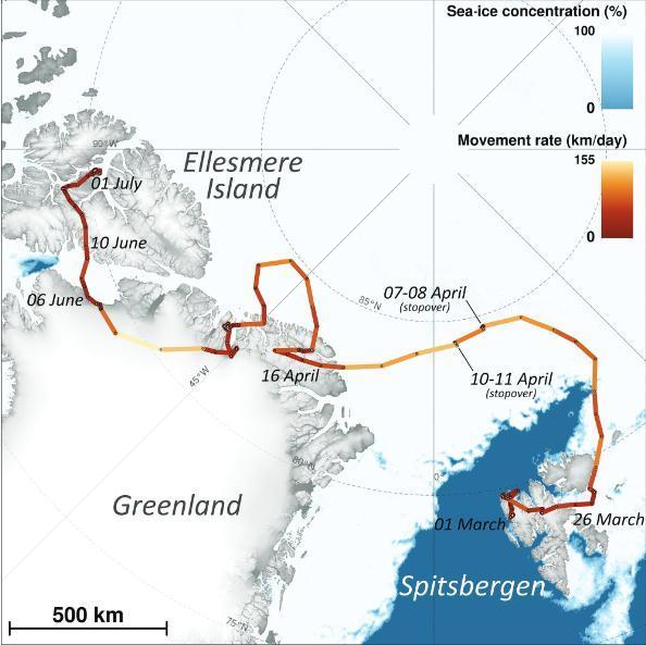 76天3506公里，一只北极狐从挪威“暴走”至加拿大