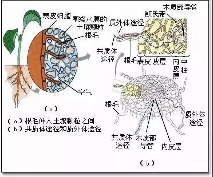 果树补钙最佳时期不容错过