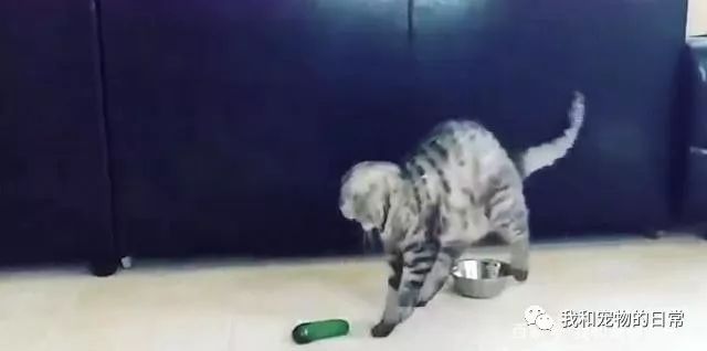 貓咪為什麼每次看到黃瓜都會被嚇飛，終究被破解了！ 寵物 第15張