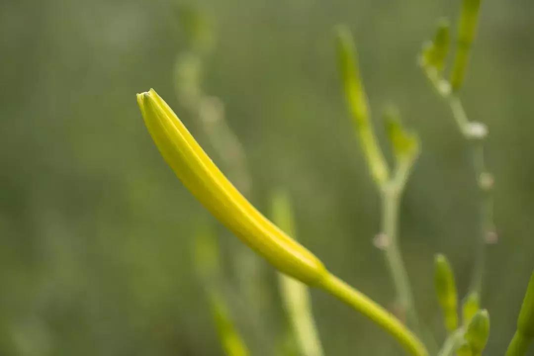 黄花菜都凉了,你还不来看看吗?