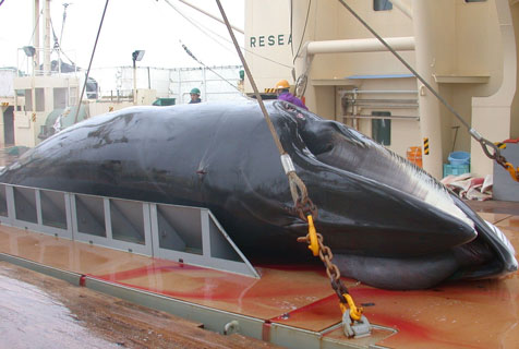 日本将恢复商业捕鲸！回顾其残忍的“捕鲸文化”