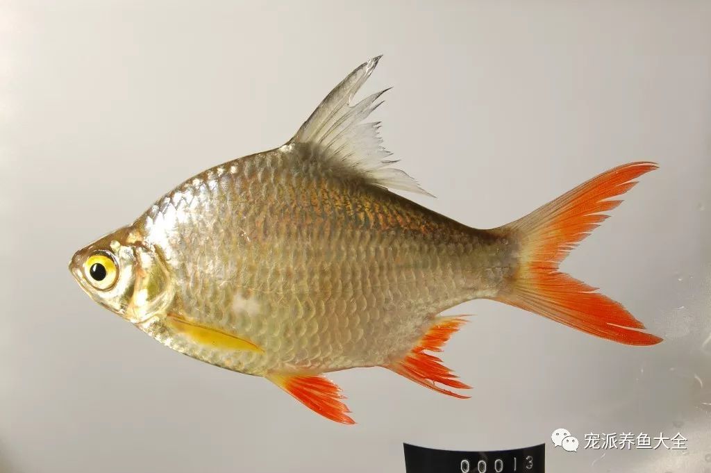 每日一鱼泰国鲫背鳍和尾鳍边缘有黑红双线