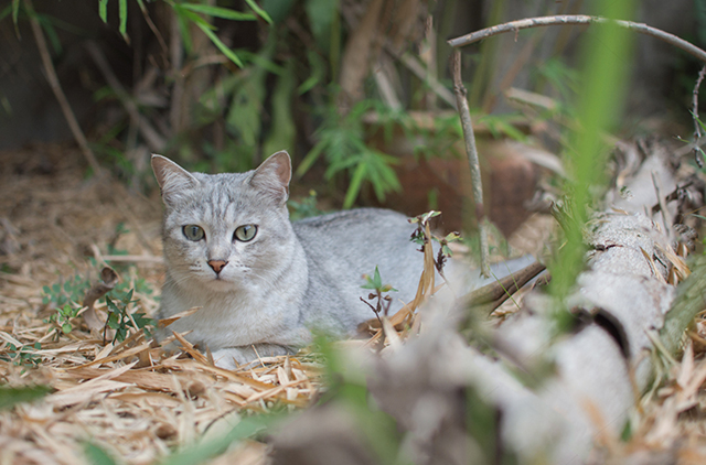 刚买的猫一直叫怎么办