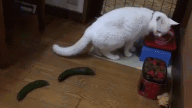 貓咪為什麼每次看到黃瓜都會被嚇飛，終究被破解了！ 寵物 第22張