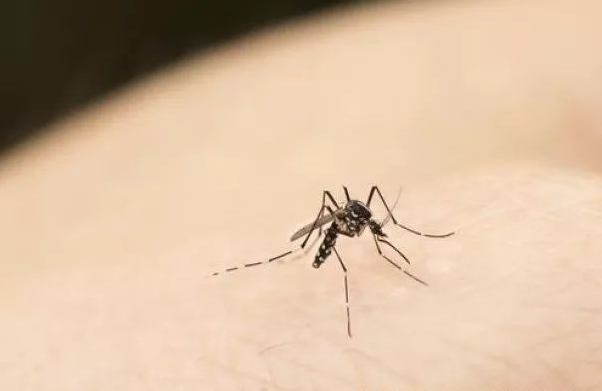                     【家庭急救】崔玉涛告诉你，如何正确处理蚊虫叮咬！