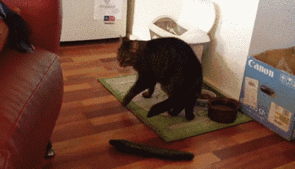 貓咪為什麼每次看到黃瓜都會被嚇飛，終究被破解了！ 寵物 第9張