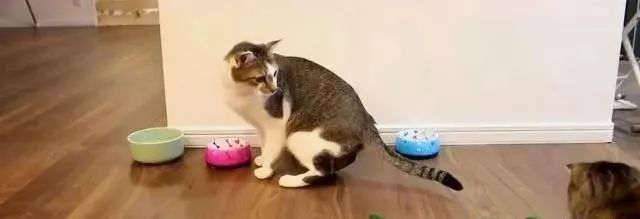 貓咪為什麼每次看到黃瓜都會被嚇飛，終究被破解了！ 寵物 第11張