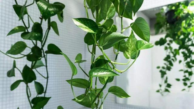 除甲醛植物排名_除甲醛排名第一的植物(3)