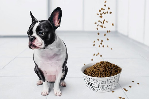 【養寵經驗分享】法鬥九個月狗還用補鈣嗎，法鬥需要一直吃鈣片麼 寵物 第2張