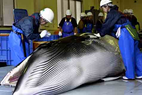 日本将恢复商业捕鲸！回顾其残忍的“捕鲸文化”