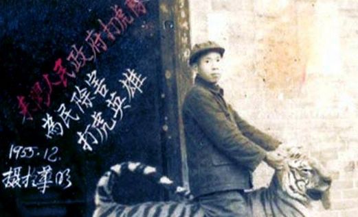 中国老虎消亡史：最后的疯狂100年