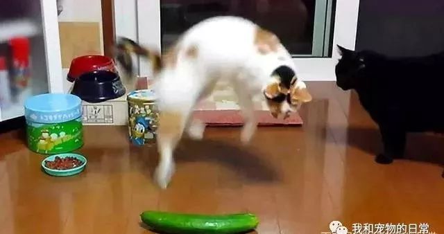 貓咪為什麼每次看到黃瓜都會被嚇飛，終究被破解了！ 寵物 第31張