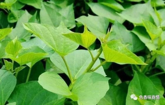 美食·美说│崔启昌:乡食飨人之粉蒸地瓜叶 澳门皇冠滚球