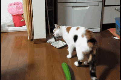 貓咪為什麼每次看到黃瓜都會被嚇飛，終究被破解了！ 寵物 第32張