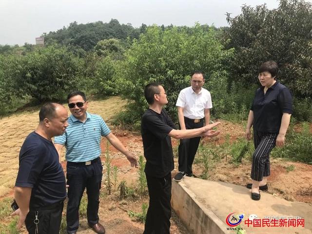 汤立新陪同省调研组一行在梅林村桃花谷实地调研"活人墓"拆除及复绿