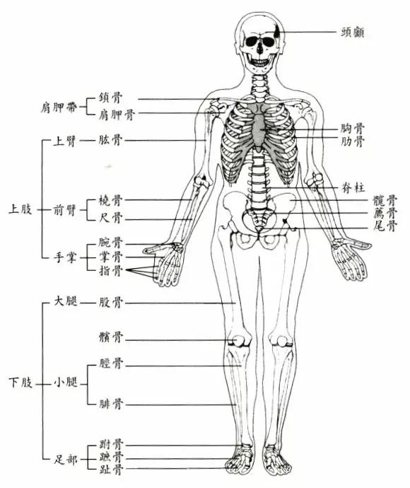 其中头长和颈长自然不是正常人想动心思的范围,还是拉长躯干和腿的