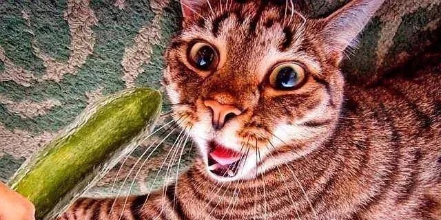 貓咪為什麼每次看到黃瓜都會被嚇飛，終究被破解了！ 寵物 第35張