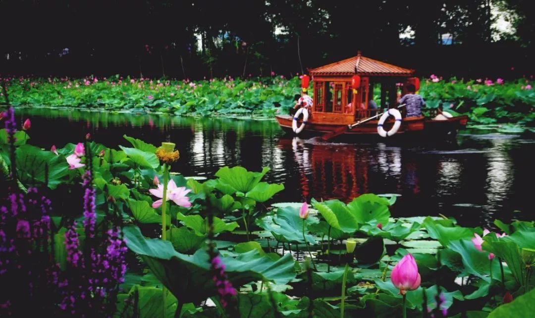 7月18日周四柳壕湿地赏荷花坐游船广佑寺4a级景区一日游