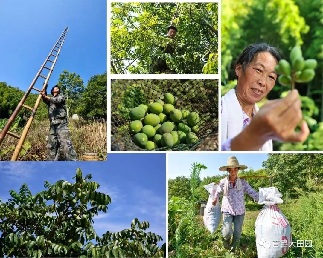 (橄榄采摘组照吴心钰/摄)