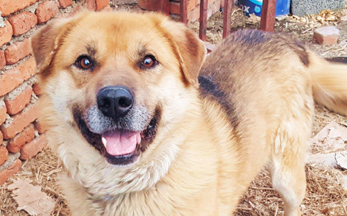 怎么看小狗是不是土狗 a2fa3260577b40acbe2e44b0982b7bcc.jpeg