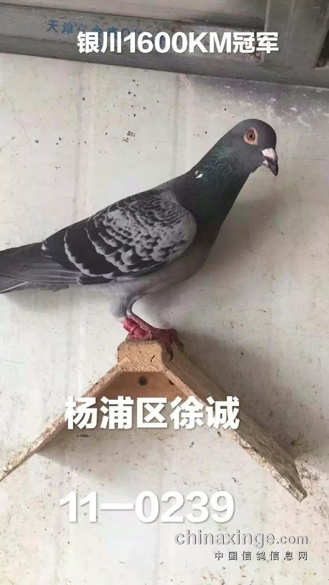 飞了九天!上海超远程已归三羽 冠季军鸽照抢先看 一本道dvd手机在线观看