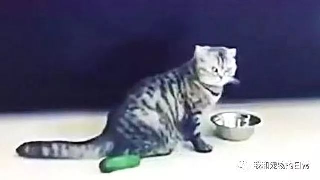 貓咪為什麼每次看到黃瓜都會被嚇飛，終究被破解了！ 寵物 第13張