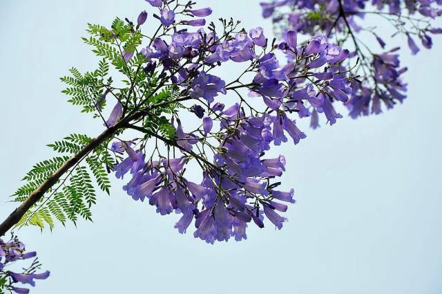 紫色浪漫蓝花楹