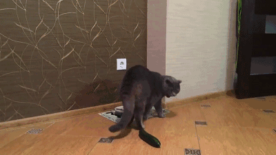 貓咪為什麼每次看到黃瓜都會被嚇飛，終究被破解了！ 寵物 第26張