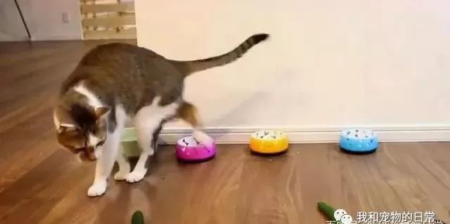 貓咪為什麼每次看到黃瓜都會被嚇飛，終究被破解了！ 寵物 第12張
