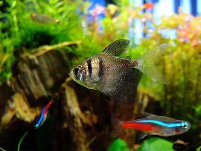 小鱼缸养什么?推荐6种适合小型鱼缸的人气小