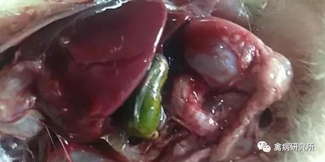 解剖情况: 通过对死亡的鹅解剖观察可以明显的看到肝一个大一个小包