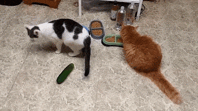 貓咪為什麼每次看到黃瓜都會被嚇飛，終究被破解了！ 寵物 第25張
