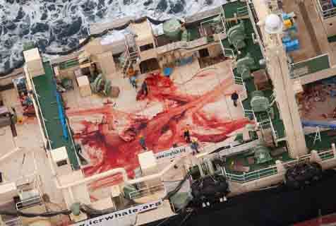 日本将恢复商业捕鲸！回顾其残忍的“捕鲸文化”