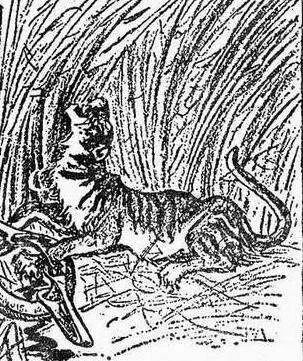 中国老虎消亡史：最后的疯狂100年