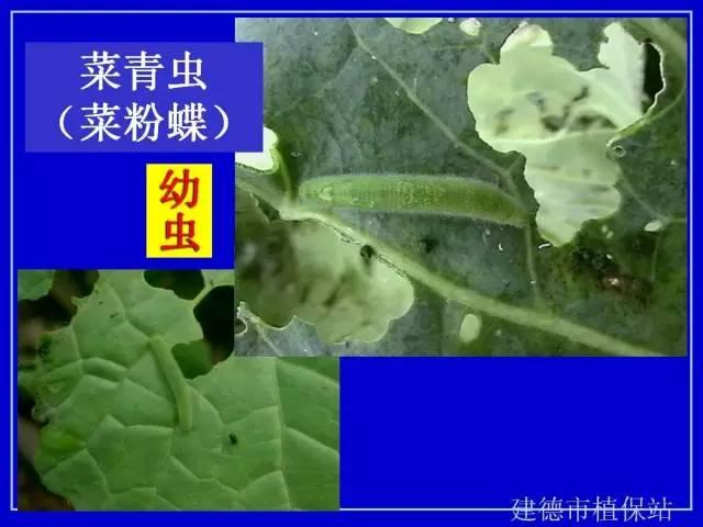 蔬菜虫害图谱大全